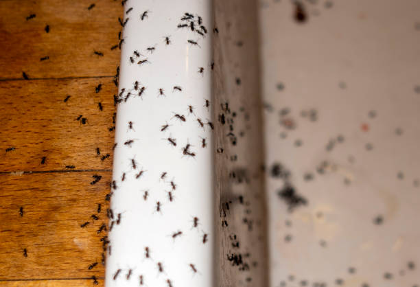 Best Best Pest Control Companies  in Rockwell Place, TX