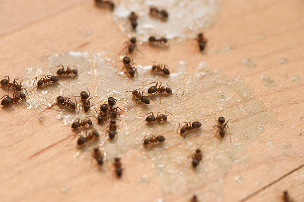 Best Pest Prevention Services  in Rockwell Place, TX