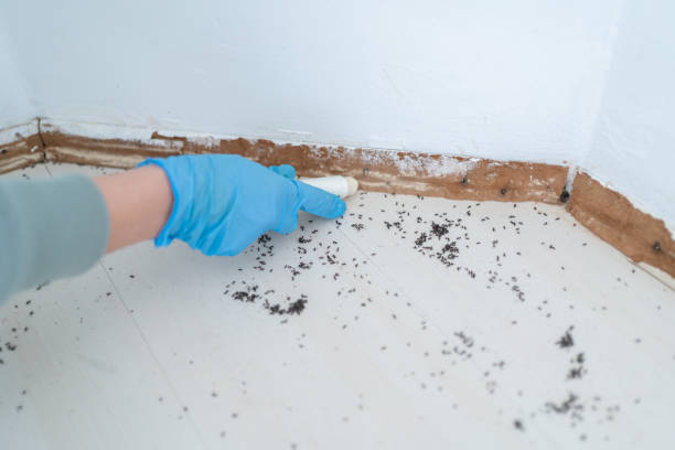 Best Flea Control Services  in Rockwell Place, TX